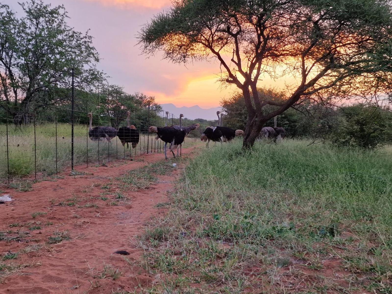 Thandolwami Bushlodge & Spa 侯斯普瑞特 外观 照片