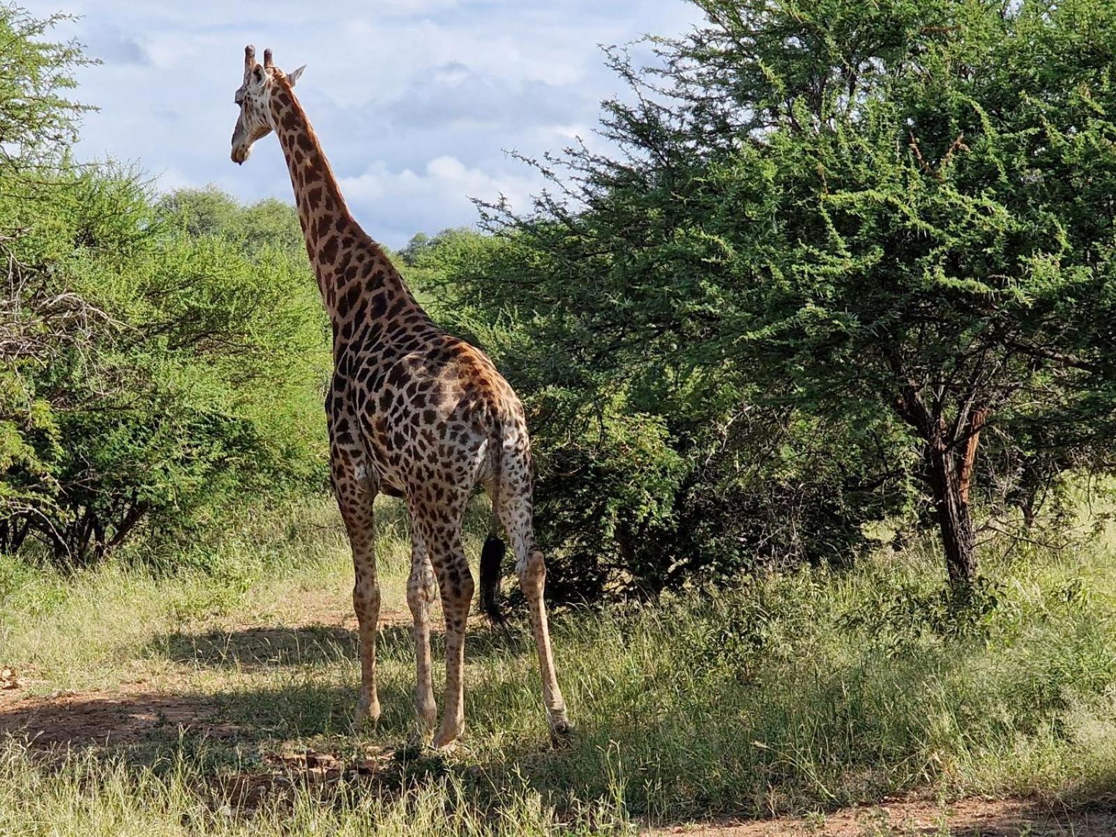 Thandolwami Bushlodge & Spa 侯斯普瑞特 外观 照片